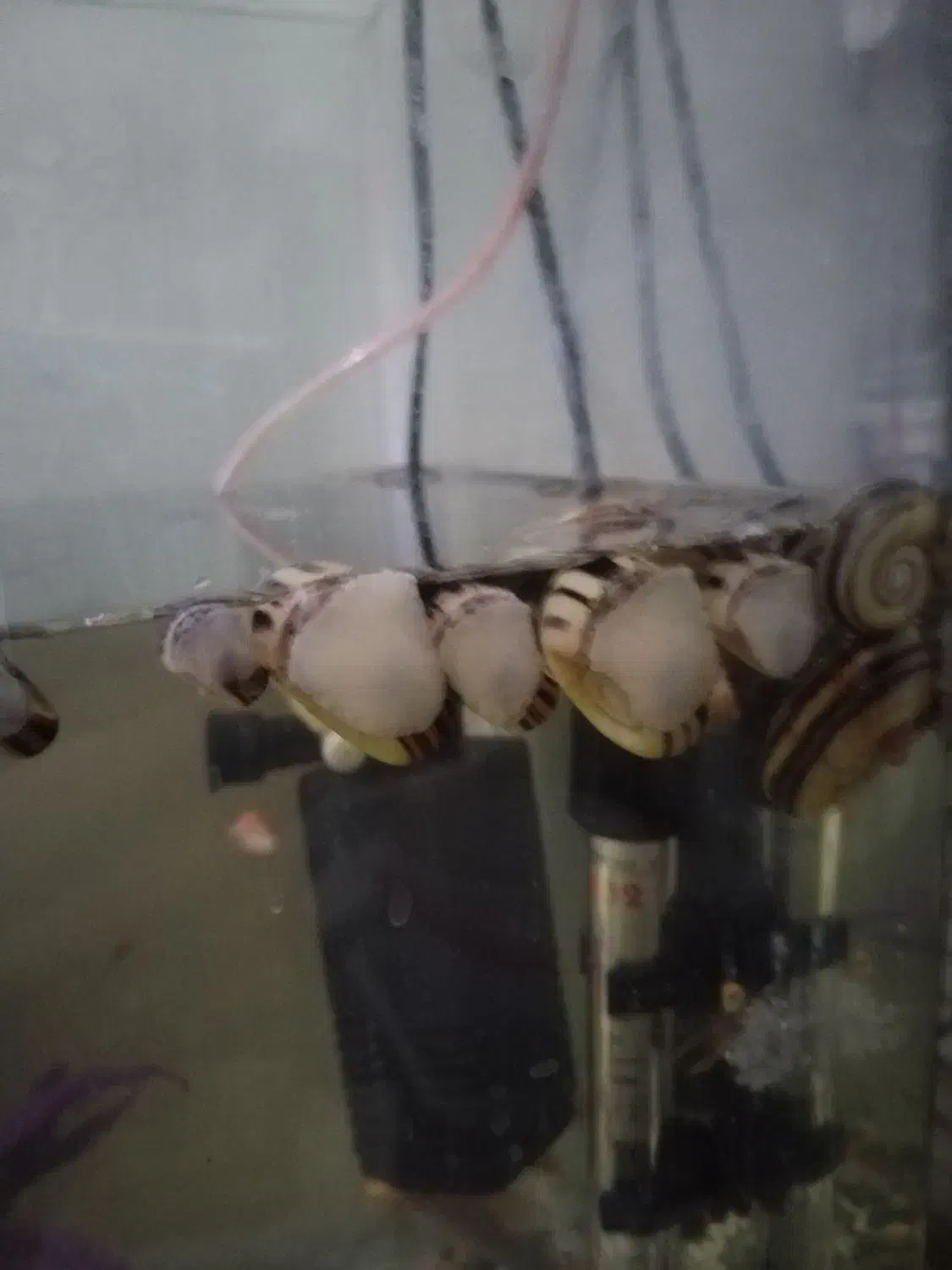 150تاحلزون رامشورن و 30تا کلمبیایی  فروش یا معاوضه|ماهی|ری, علایین|دیوار