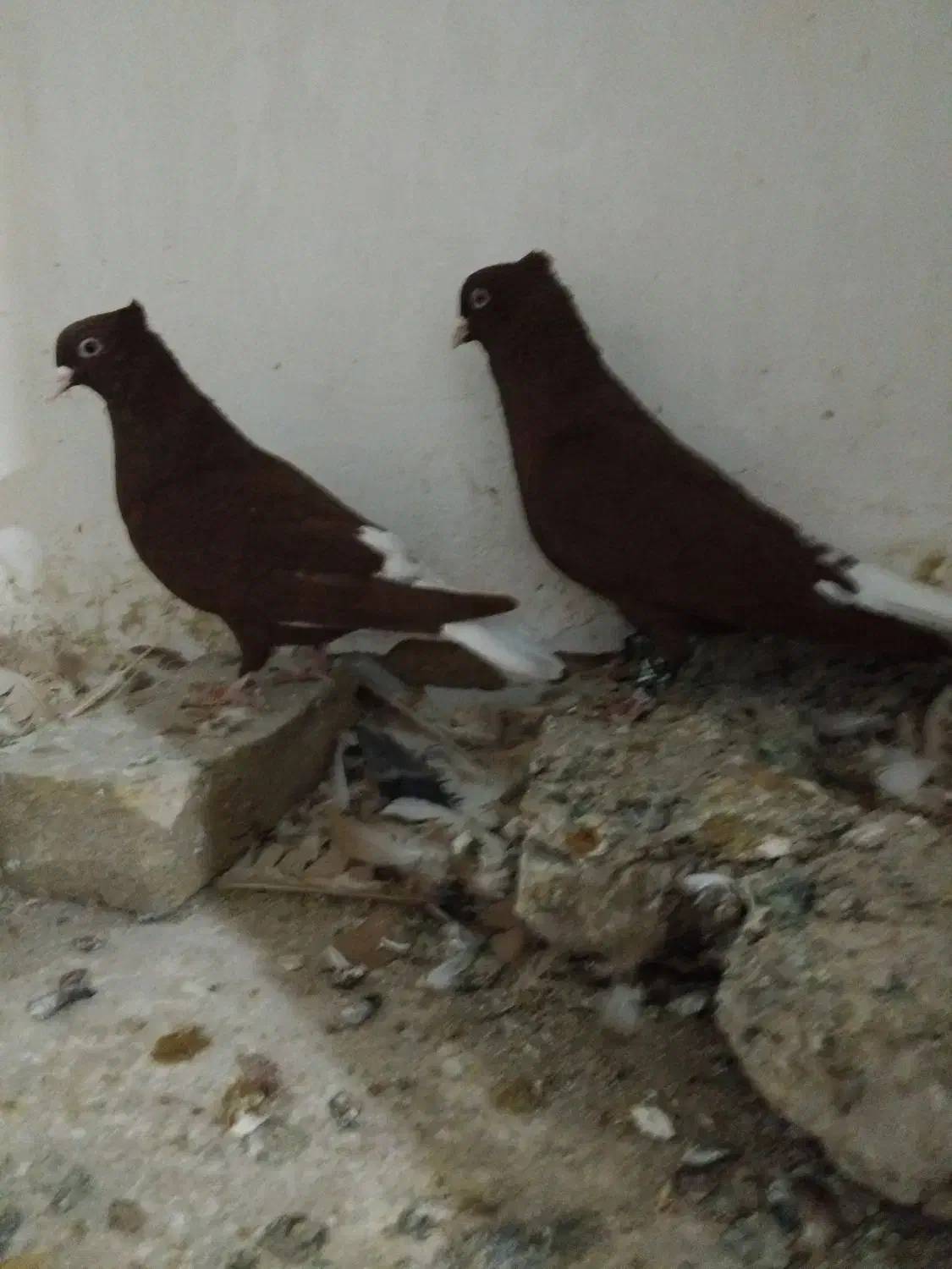 کبوتر دم سفید|پرنده|سبزوار, زینبیه|دیوار