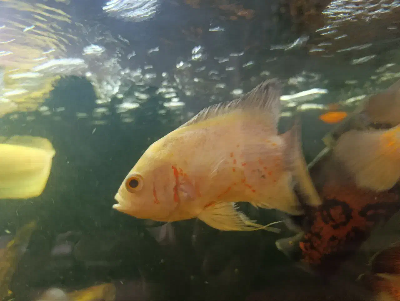 فروش ماهی اسکار|ماهی|شهرضا, |دیوار