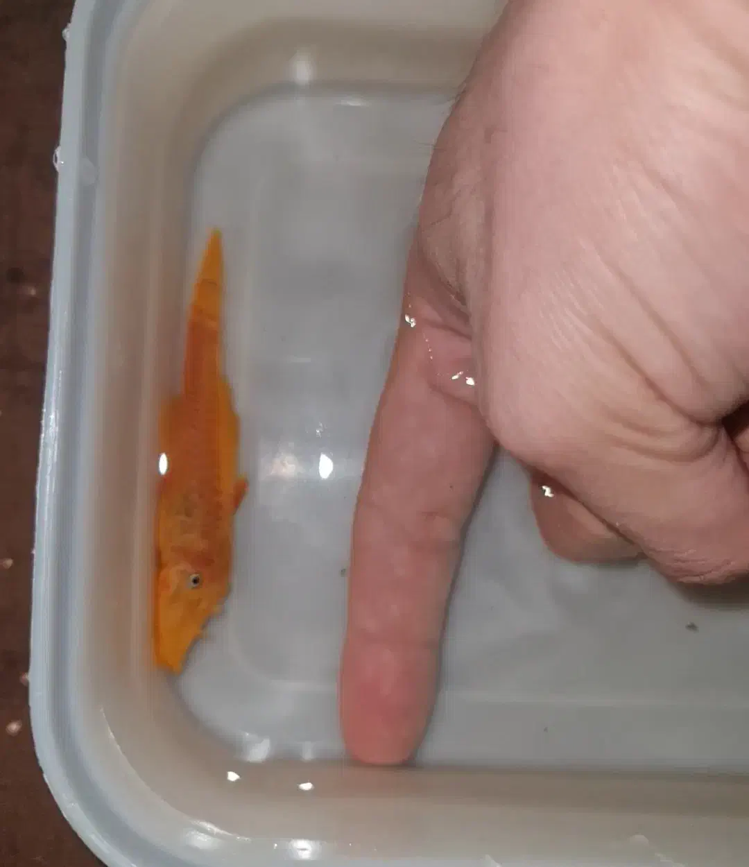 کتفیش پوزه بوته ای مولد|ماهی|اصفهان, کوی امام|دیوار