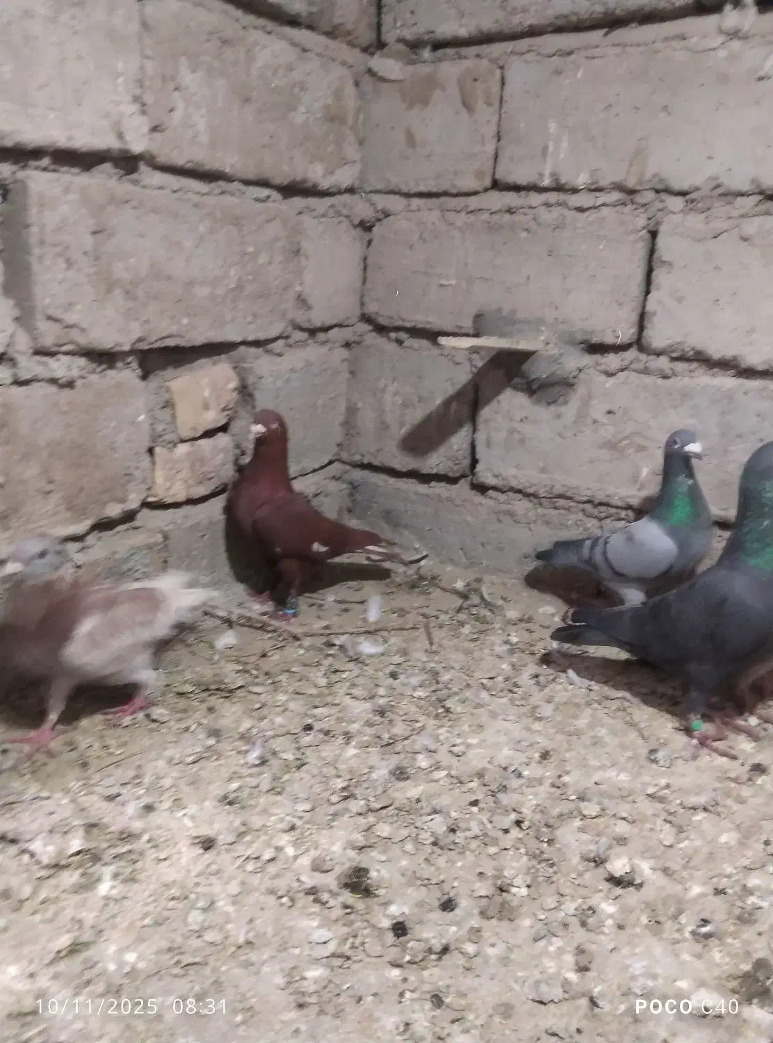 کبوتر نر|پرنده|جزنیک, |دیوار