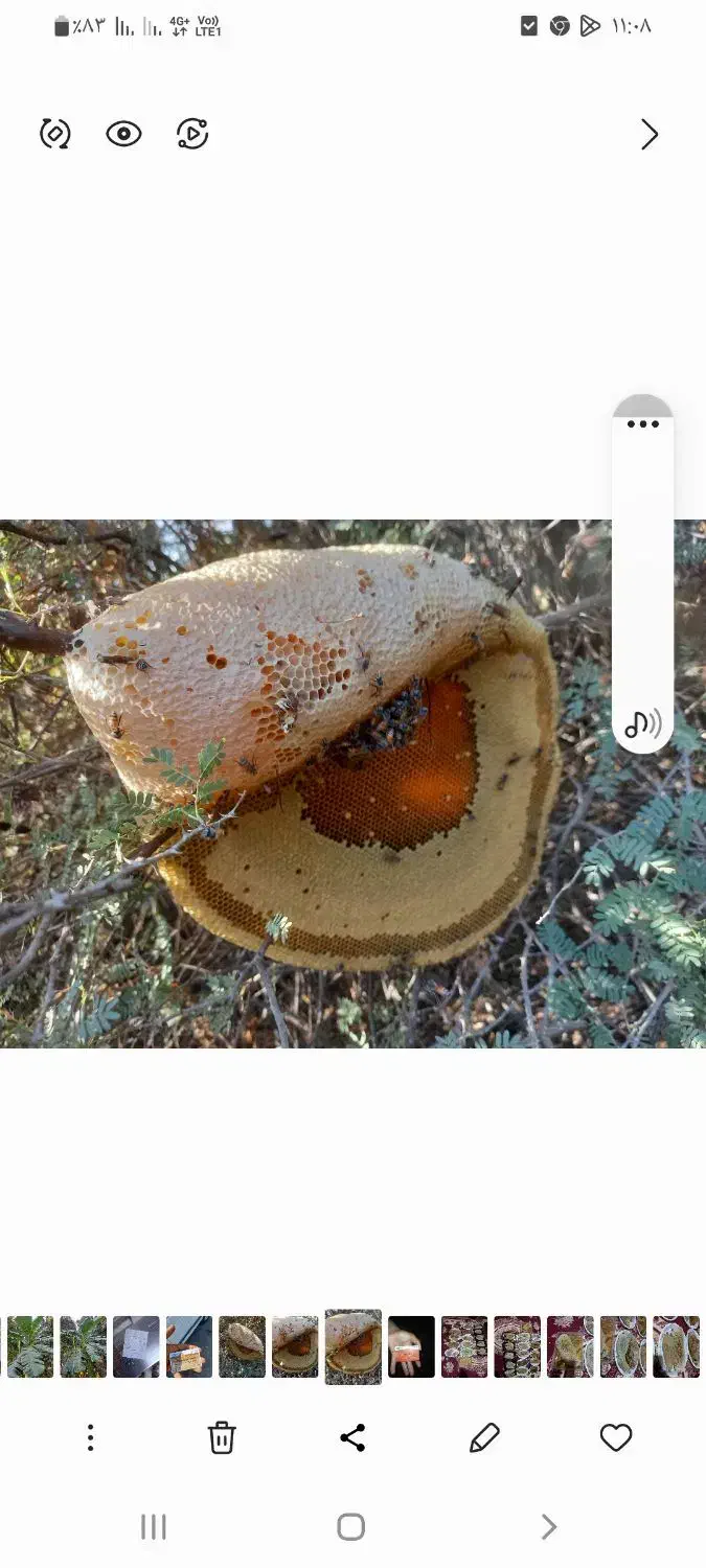 عسل وحشی|خوردنی و آشامیدنی|میناب, |دیوار