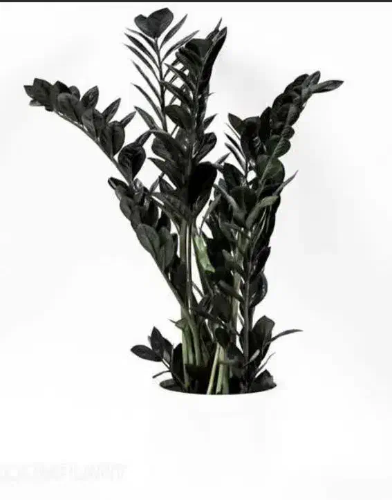 زاموفیلیا بلک|گل و گیاه طبیعی|قم, دروازه چوبی|دیوار