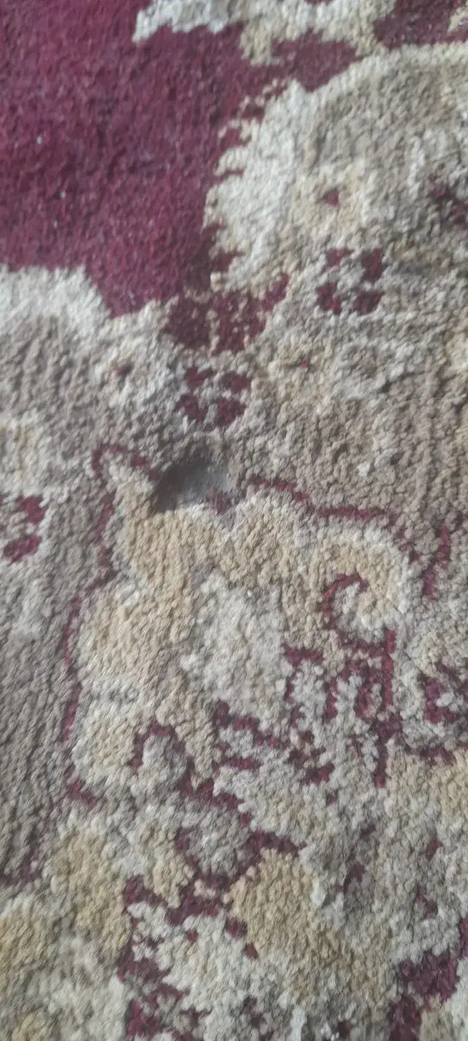 فرش ۱۲متری واسه خانه باغ یا خونه دوسه جاش سوخته|فرش|کاشان, الغدیر|دیوار