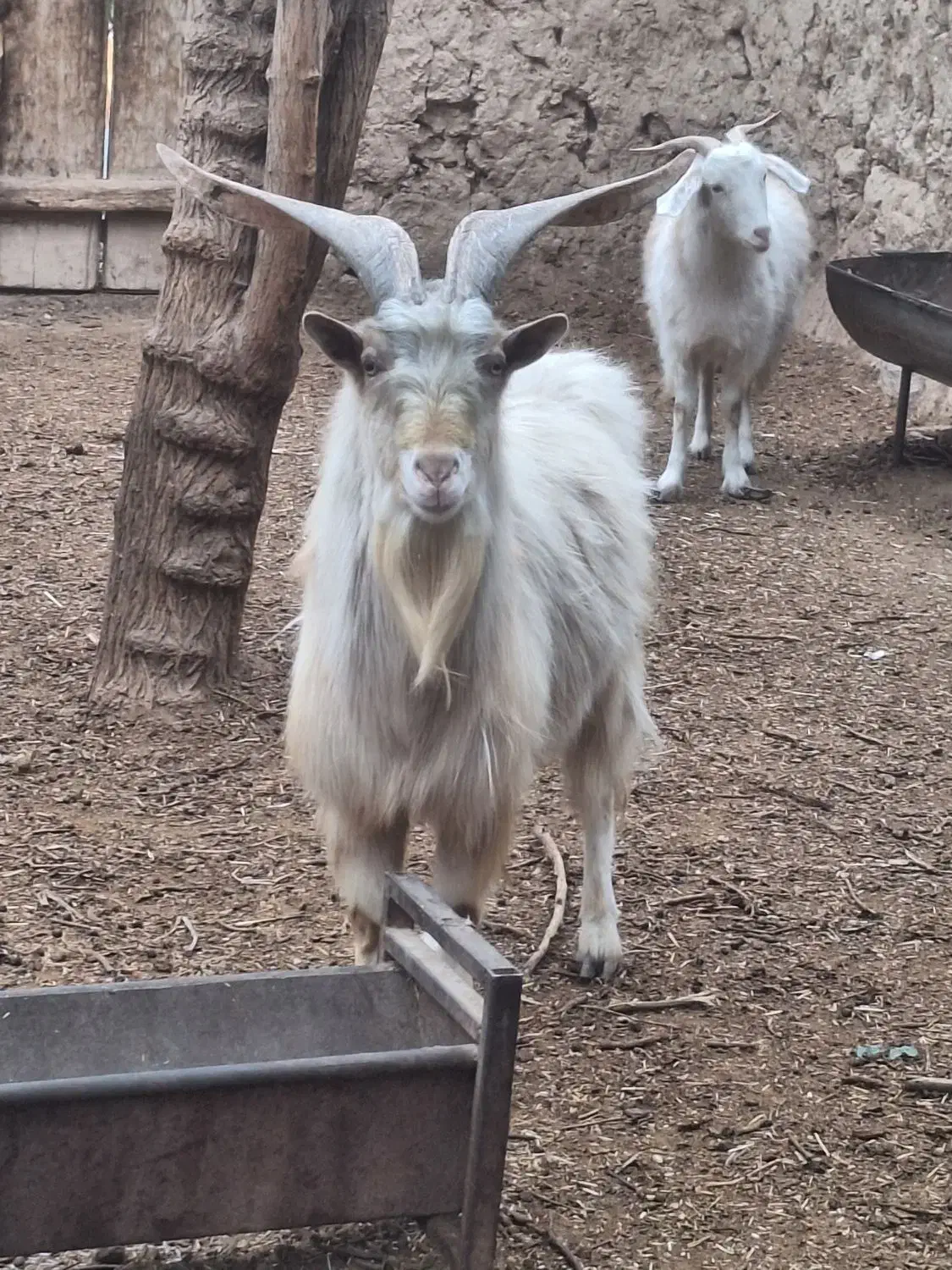 فروش نره بزغاله سانن|حیوانات مزرعه|شاهرود, |دیوار