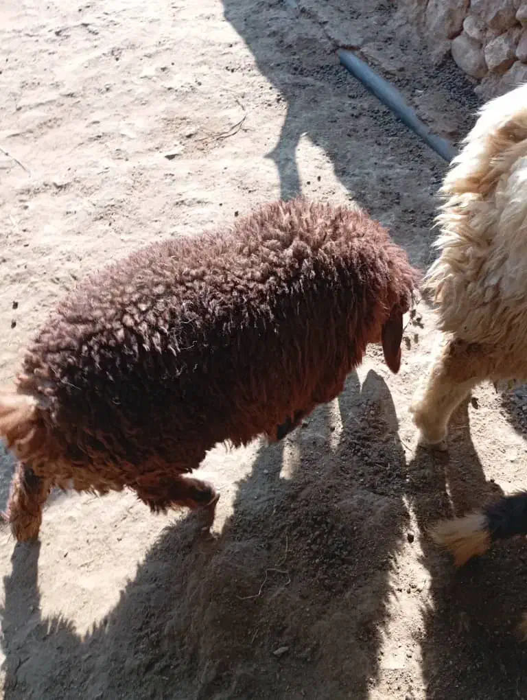 بره ماده به فروش می رسد|حیوانات مزرعه|رستم, |دیوار