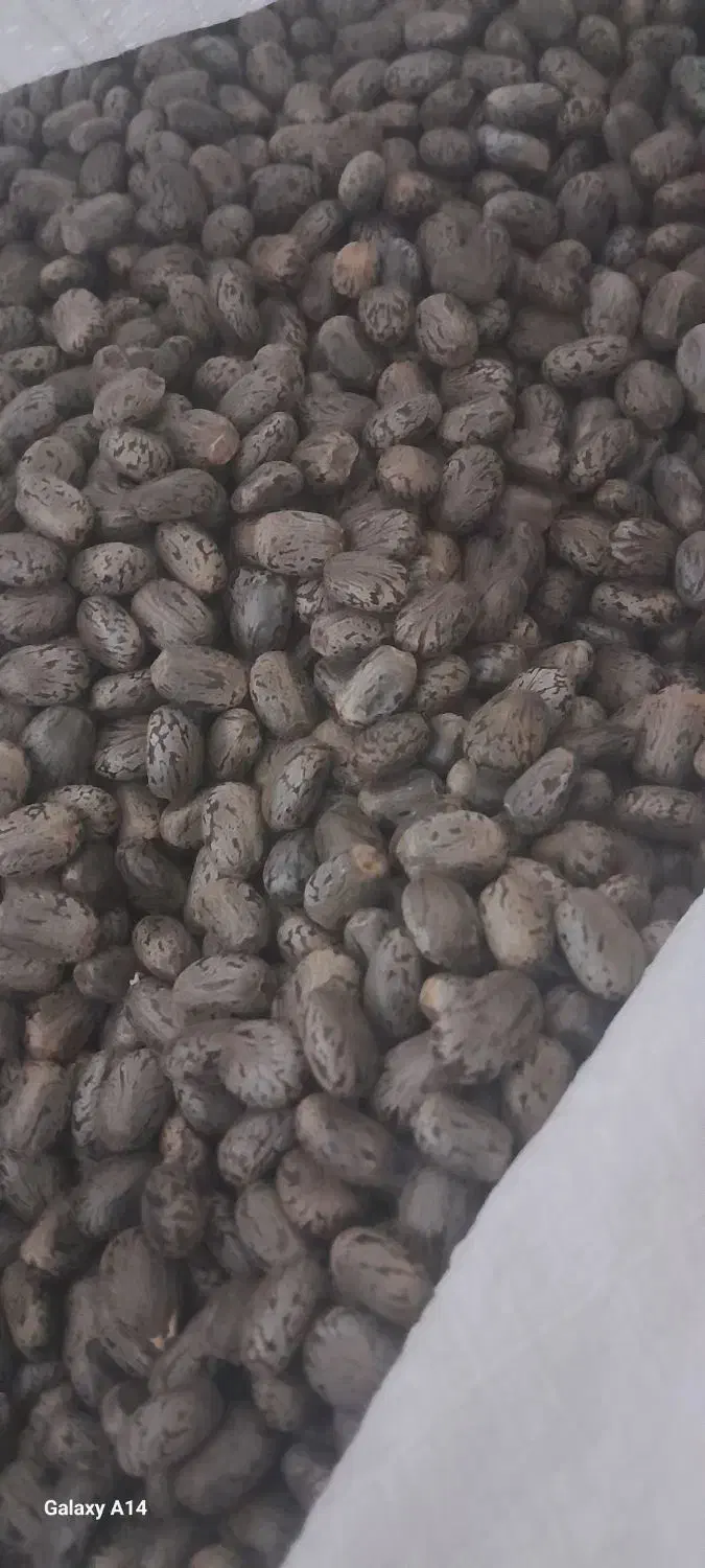 بید انجیر یا کرچک  پاک کرده|عمده‌فروشی|حبیب آباد, |دیوار