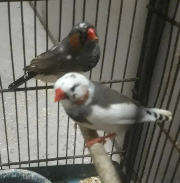 فنچ جفت و تک|پرنده|تهران, آهنگ|دیوار