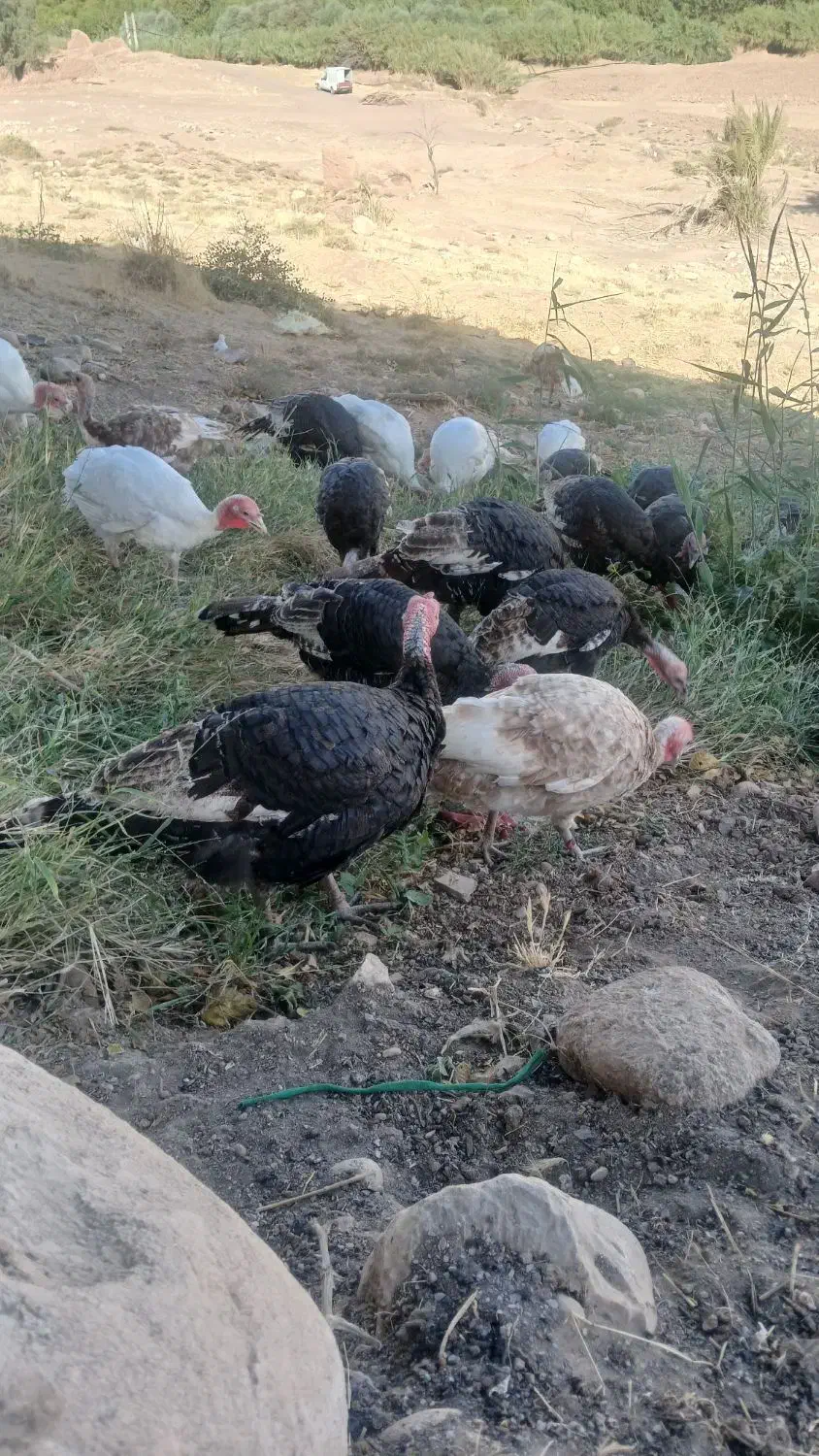 بوقلمون کوردی|حیوانات مزرعه|قصرشیرین, |دیوار