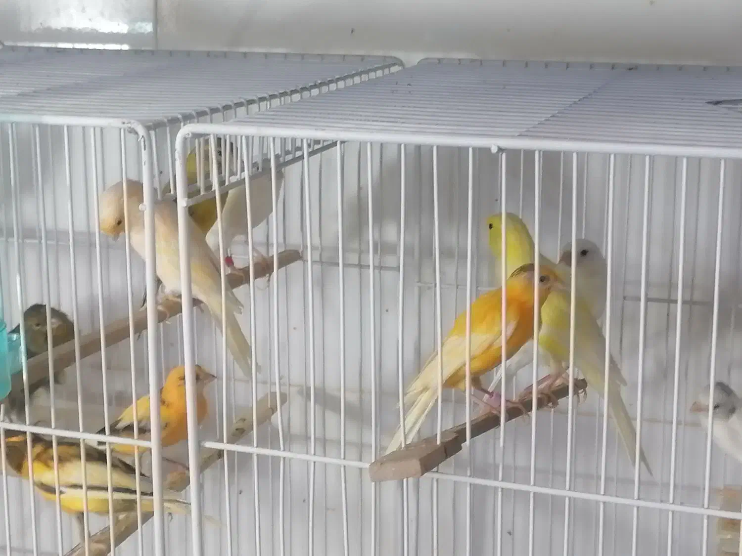 قناری|پرنده|بیرجند, |دیوار