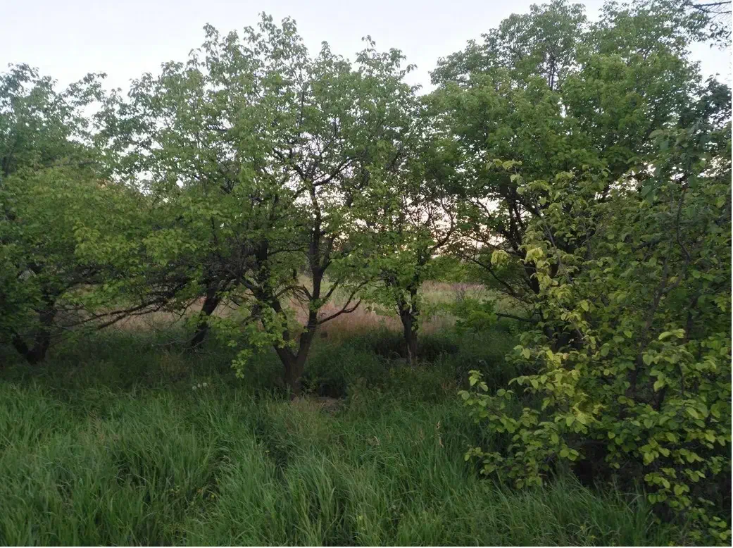 باغ سر سبز در حسین اباد قمصر5 ساعت اب|فروش زمین و ملک کلنگی|قمصر, |دیوار