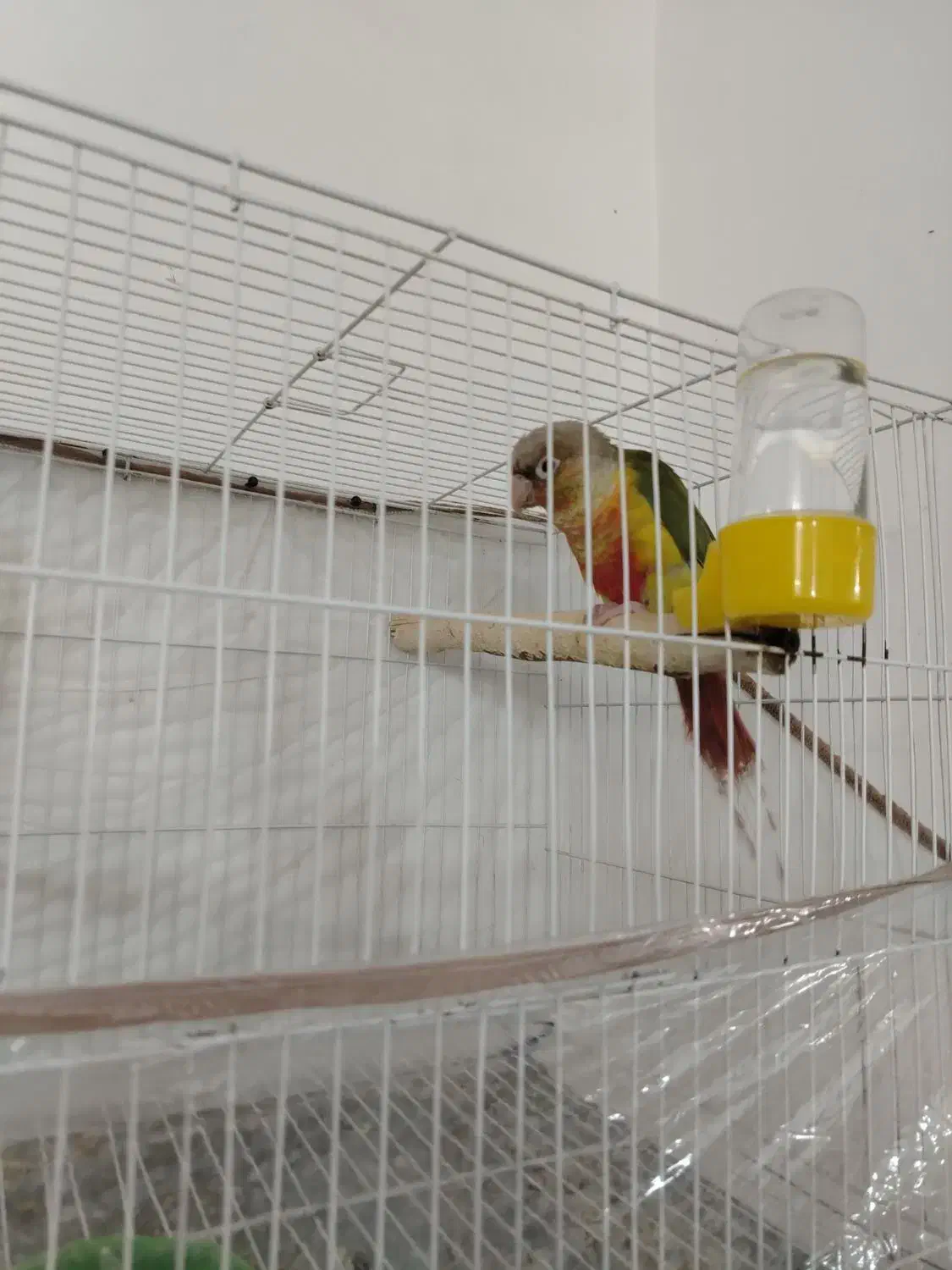 جفت گرینچیک خونگی|پرنده|بیرجند, |دیوار