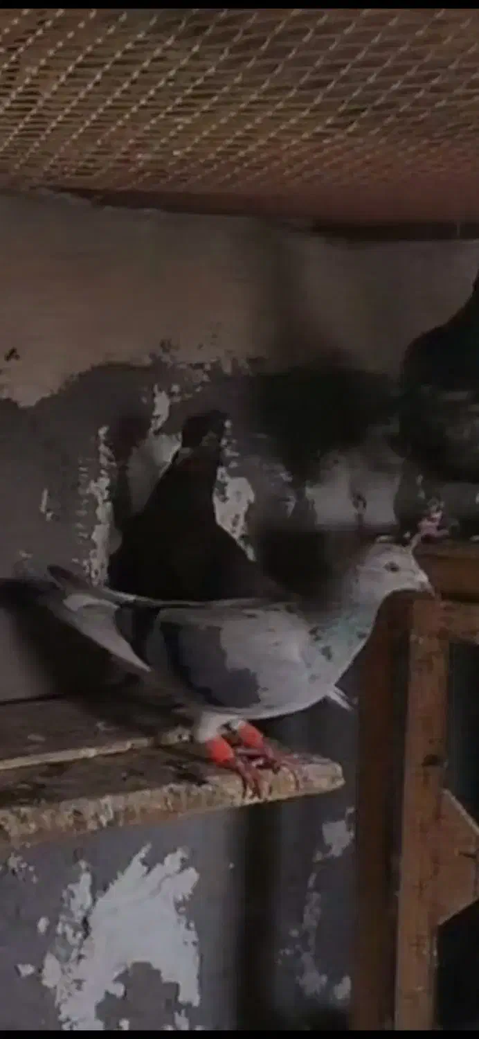 کبوتر هفرنگ رنگی|پرنده|بوئین زهرا, |دیوار