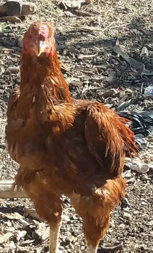 خروس لاری|حیوانات مزرعه|مریوان, |دیوار