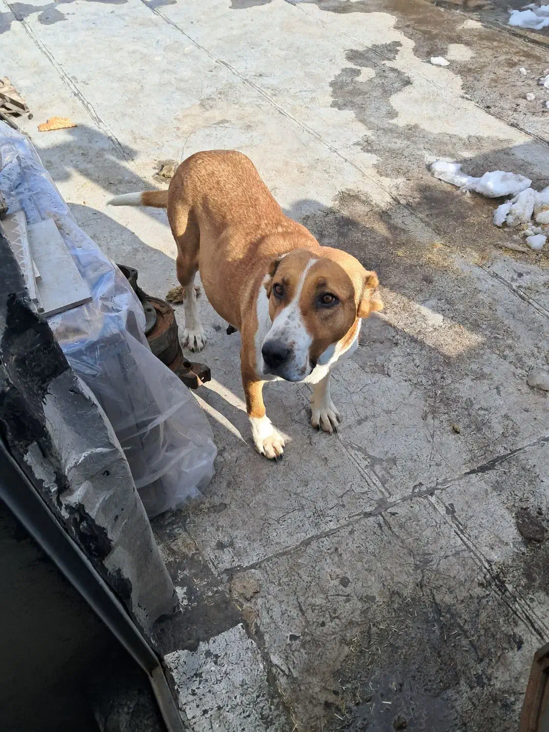 سگ گم شده|حیوانات|زنجان, |دیوار