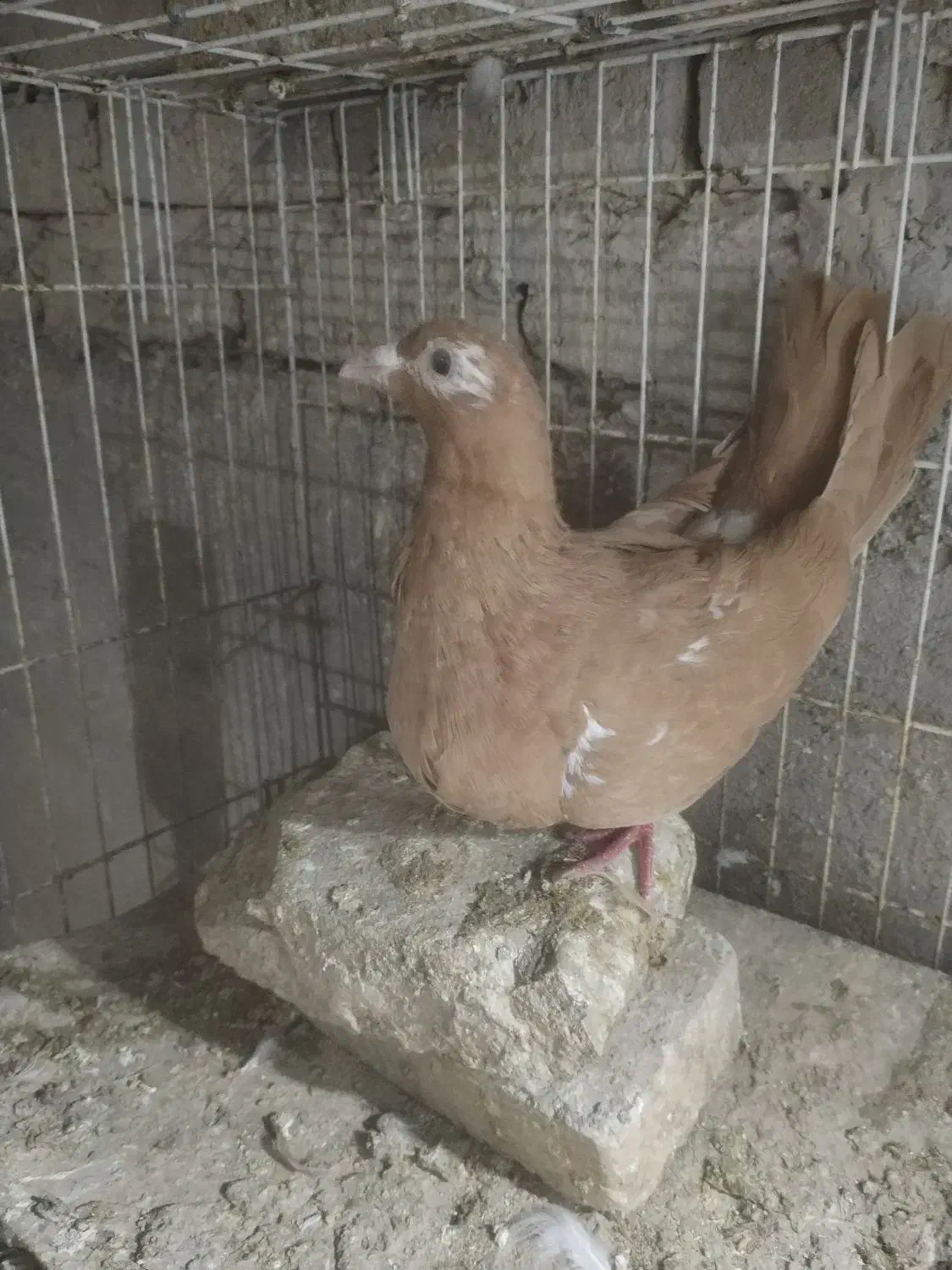 ماده کارل مولیمنز|پرنده|تربت‌حیدریه, بالا ولایت|دیوار