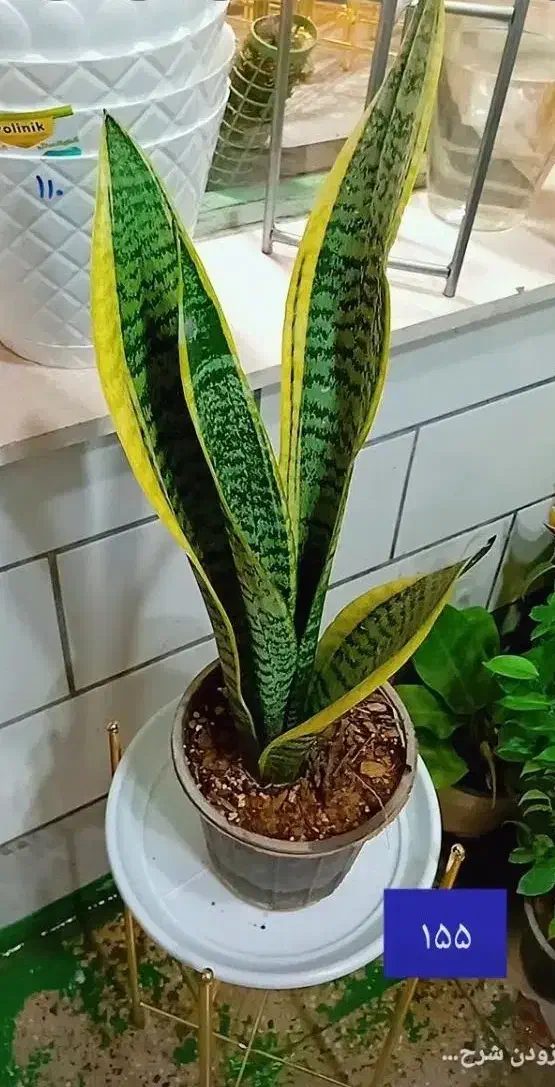 حراج تمام گل ها گلسرای فرشته شهرک قائم|گل و گیاه طبیعی|اراک, |دیوار