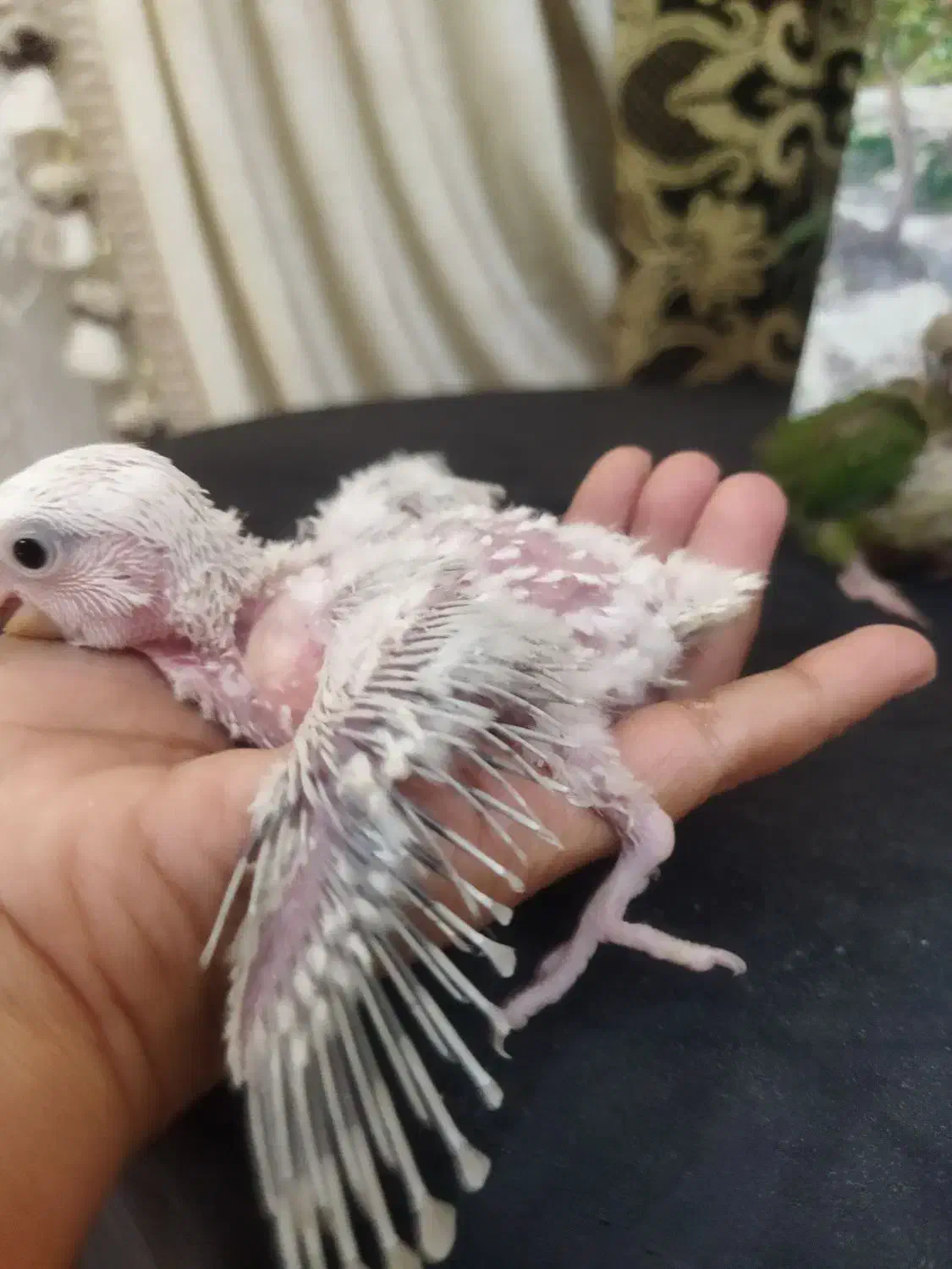 بچه کرینچیگ و برزیلی|پرنده|شاهرود, |دیوار