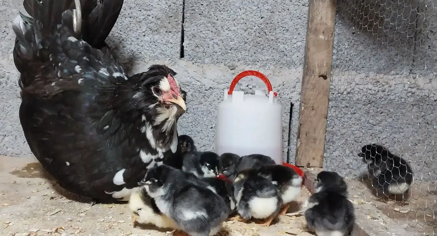 جوجه گلین خروس گلین|حیوانات مزرعه|رشت, بوسار|دیوار