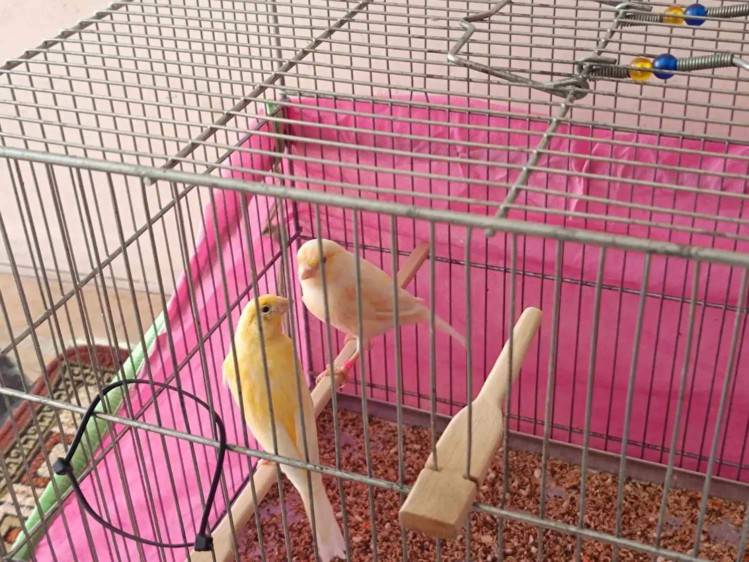 قناری سرخ و موزاییکی|پرنده|کرمانشاه, |دیوار