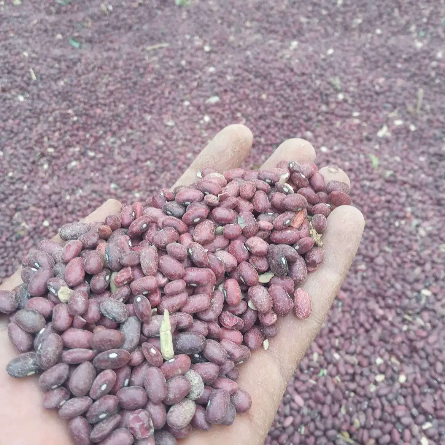 لوبیا قرمز ارگانیک وخوش پخت|خوردنی و آشامیدنی|لاران, |دیوار