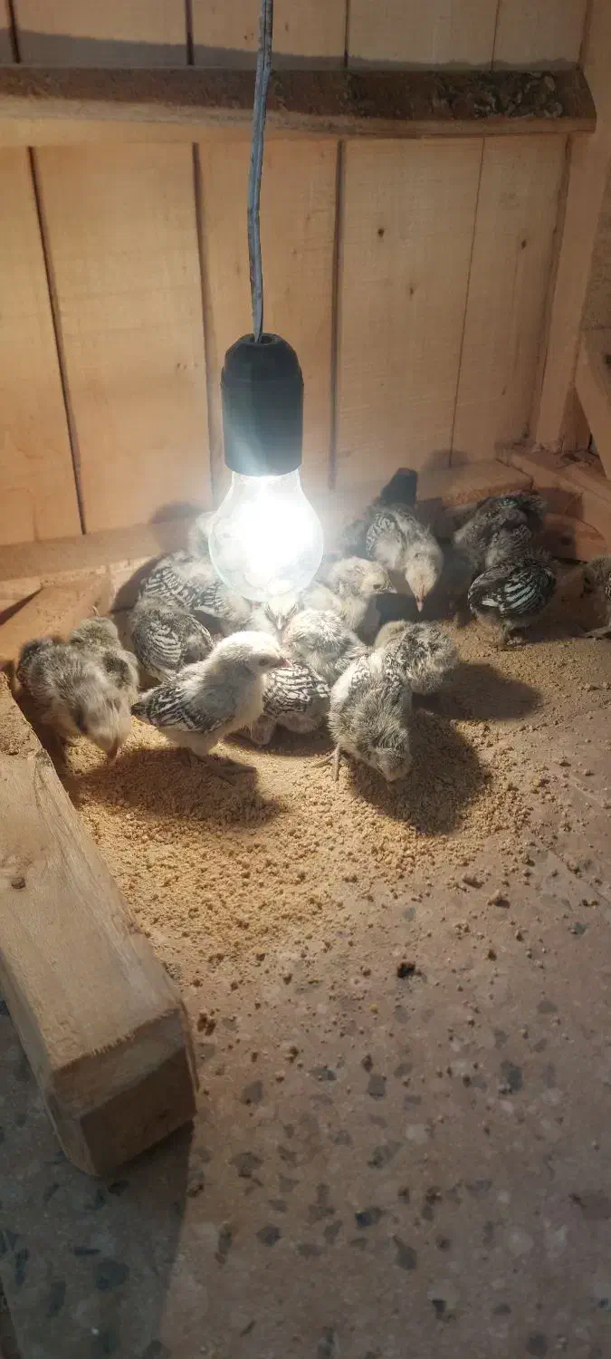 جوجه سبرایت|حیوانات مزرعه|کاشان, شهرک انقلاب|دیوار