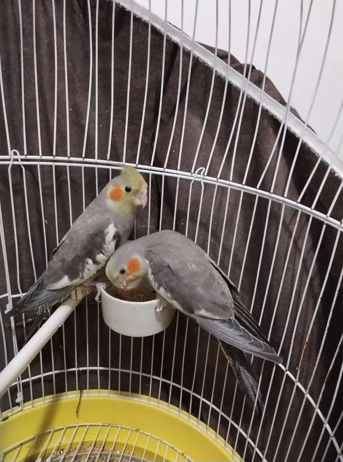 عروس هلندی|پرنده|بهارستان, |دیوار