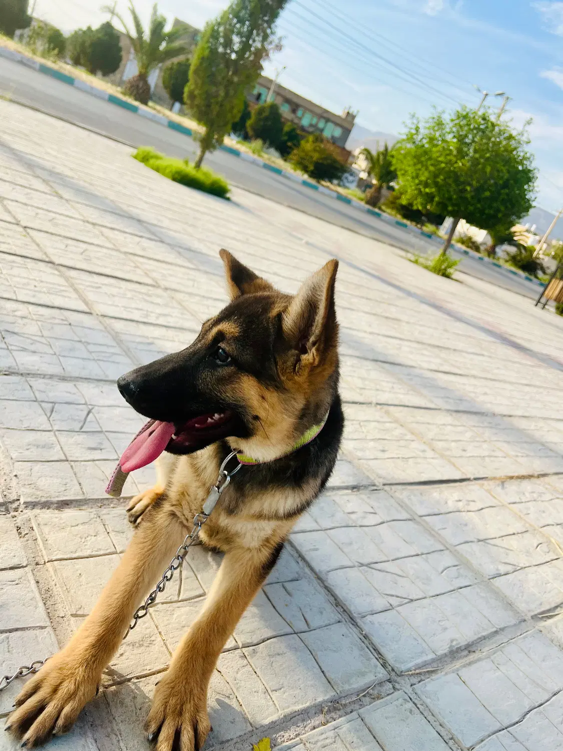 سگ ژرمن|سگ|داراب, |دیوار