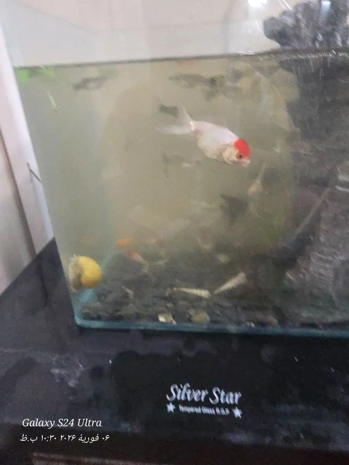 ماهی گوپی|ماهی|قم, اسمعیل آباد|دیوار