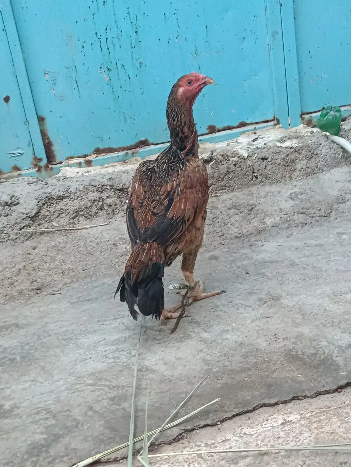 مرغ|حیوانات مزرعه|کنارک, |دیوار