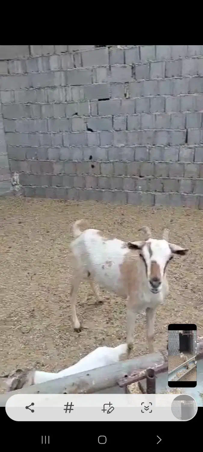 فروش بز|حیوانات مزرعه|بندر کنگان, |دیوار