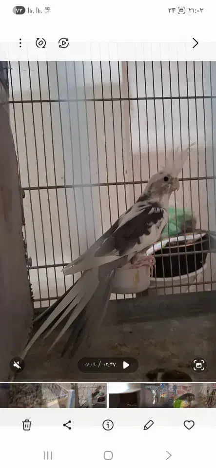 عروس هلندی|پرنده|ملایر, |دیوار