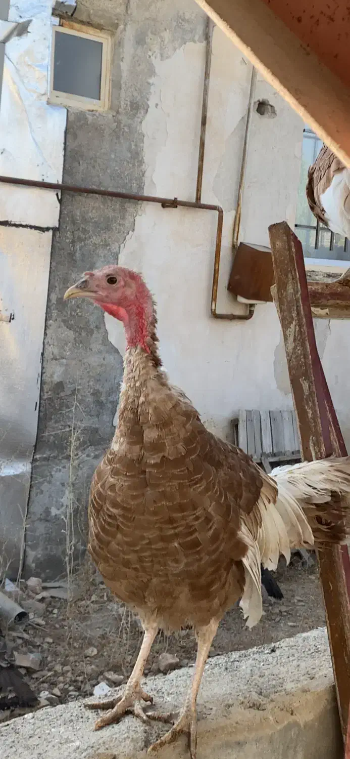 بوقلمون|حیوانات مزرعه|سنندج, |دیوار