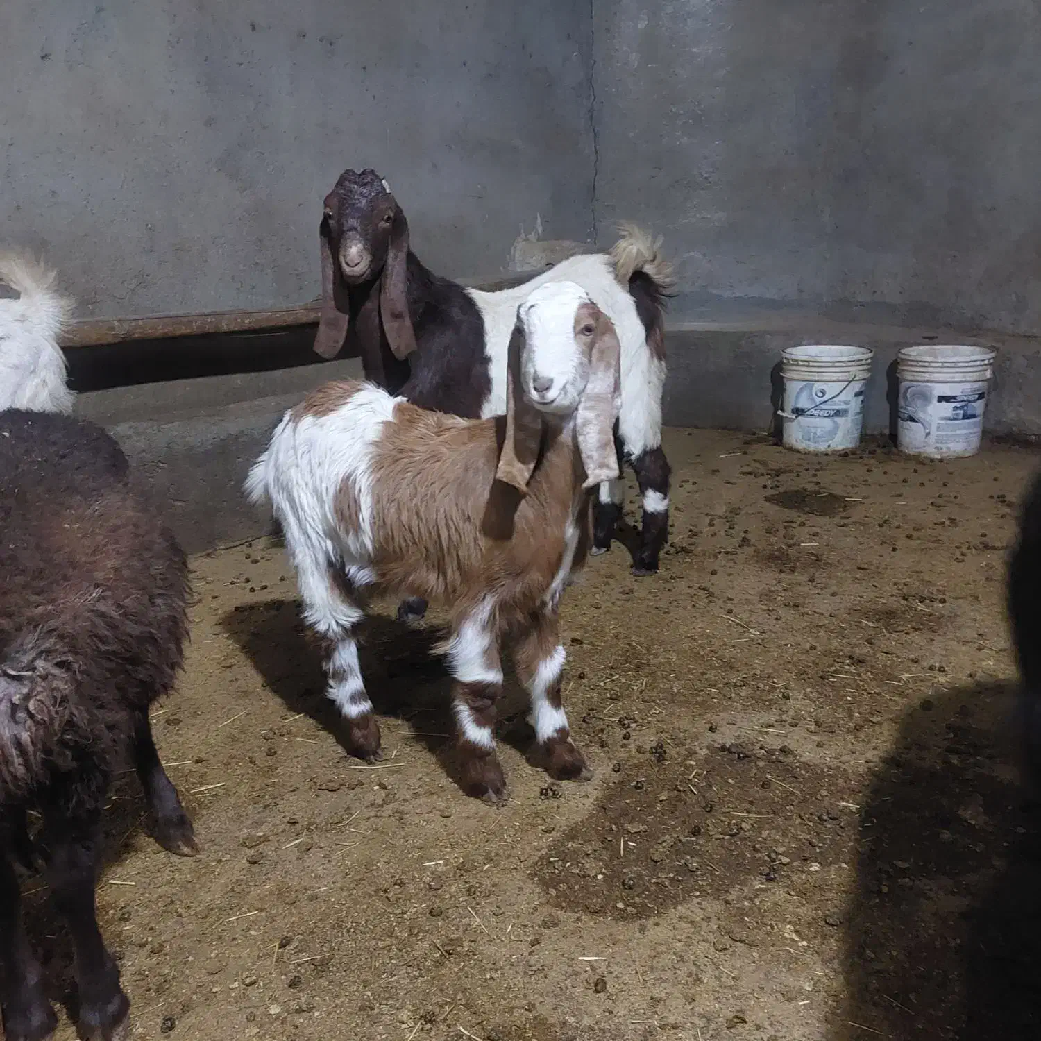 بزغاله پاکستانی اصل برای نسل کشی|حیوانات مزرعه|رزن, |دیوار