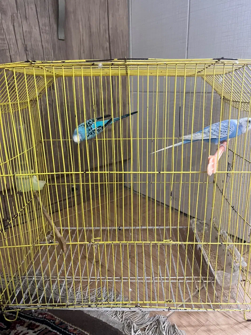 مرغ عشق جفت|پرنده|گرگان, |دیوار