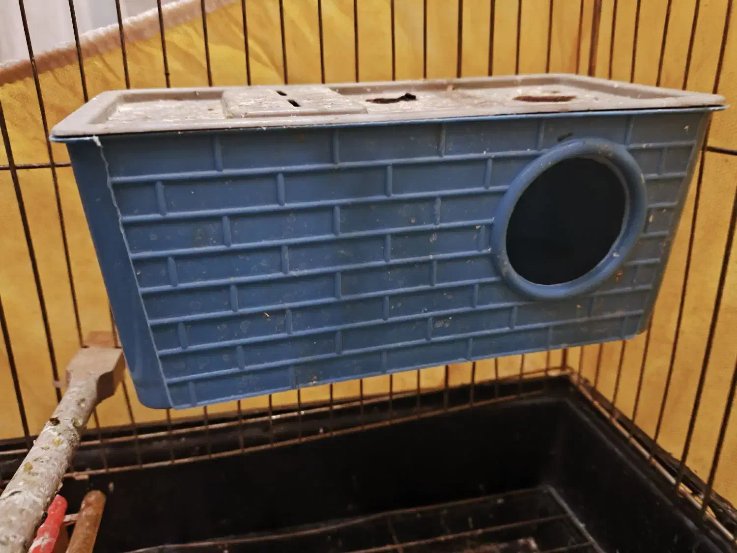 مرغ عشق نر کار داده مست زیر قیمـ ــت|پرنده|مشهد, هدایت|دیوار