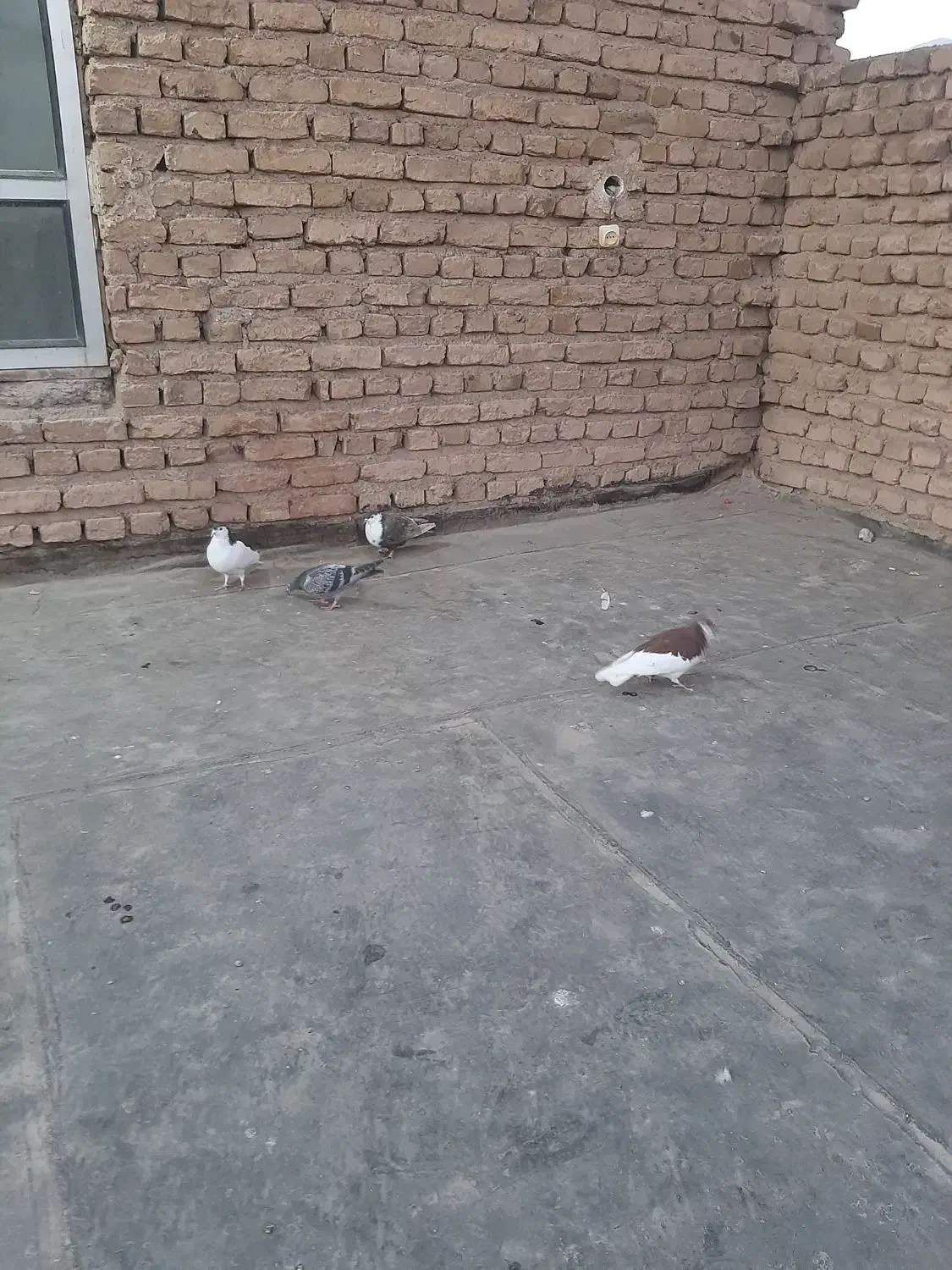 کبوتر|پرنده|نیشابور, فضل|دیوار