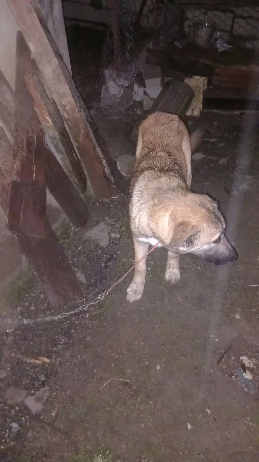 سگ پنجدر پنج ماهه نر ۵ ماهه|سگ|تالش, هشتپر|دیوار