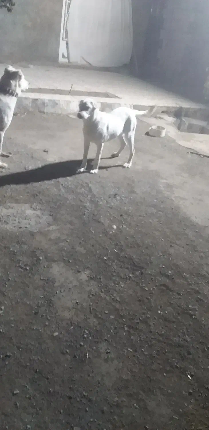 فروشی|سگ|تربت جام, جامرود|دیوار