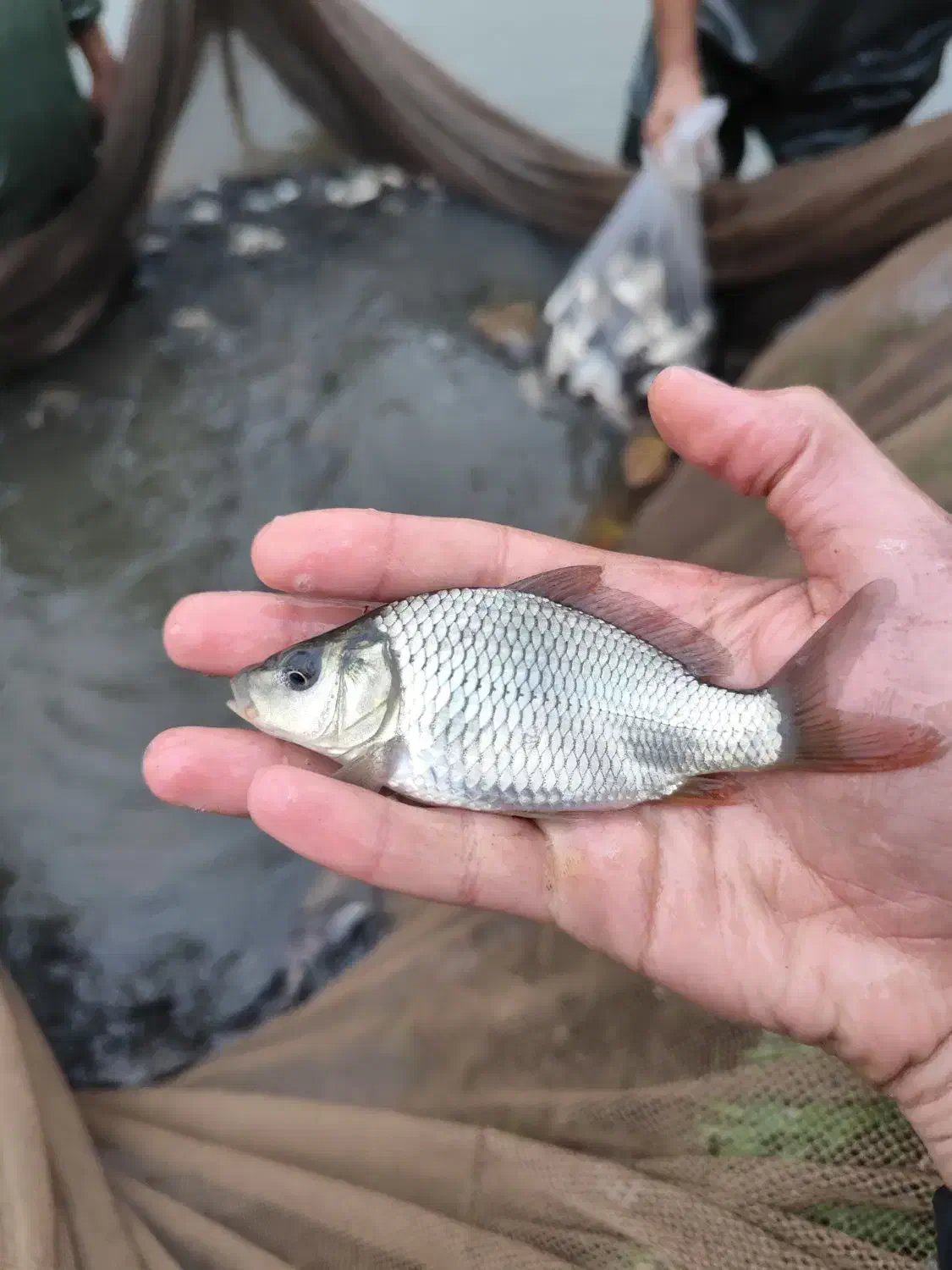 انواع بچه ماهی کپور آمور گرمابی|ماهی|تهران, ترمینال غرب|دیوار