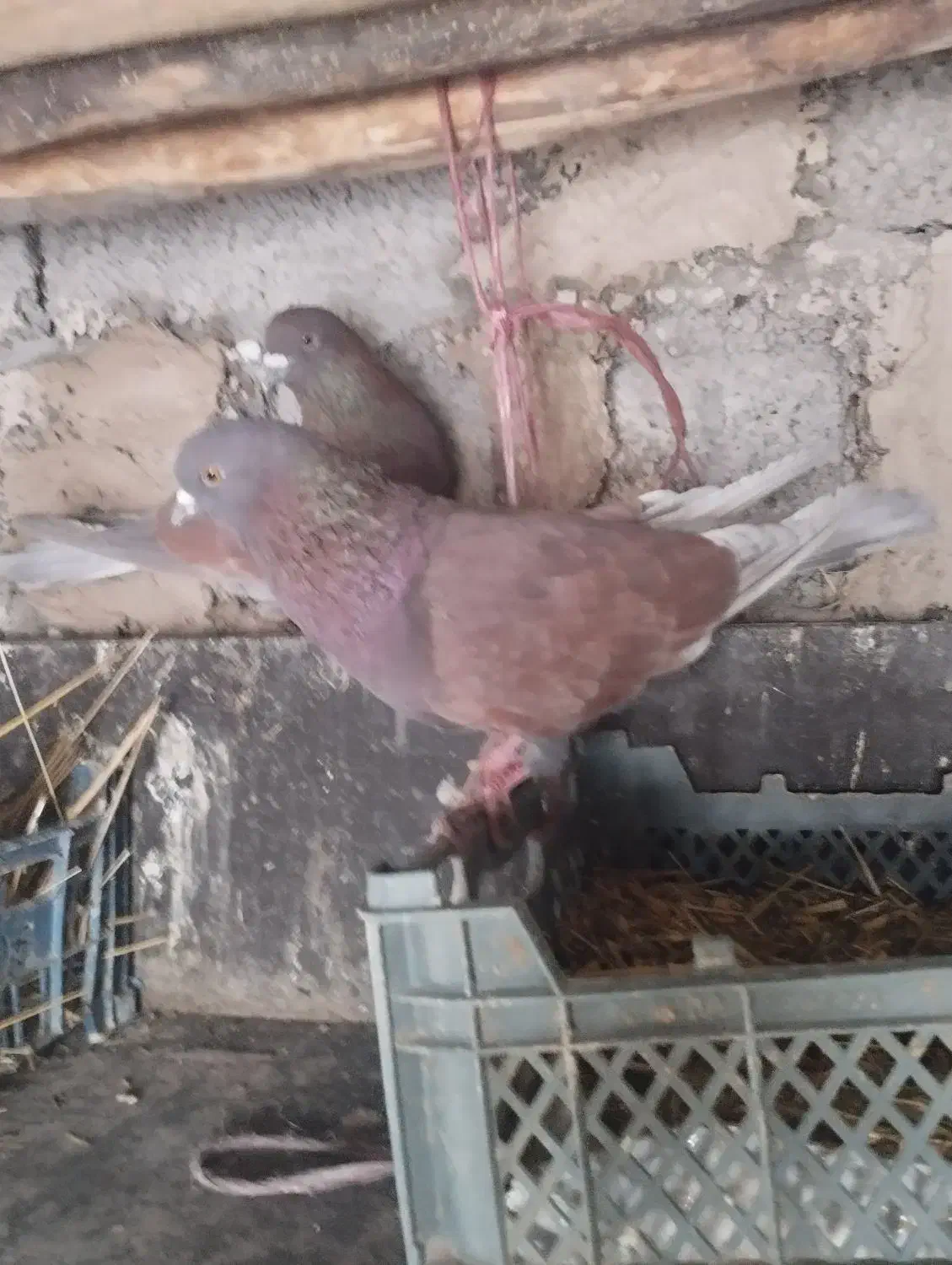 کبوتر|پرنده|مشگین شهر, |دیوار