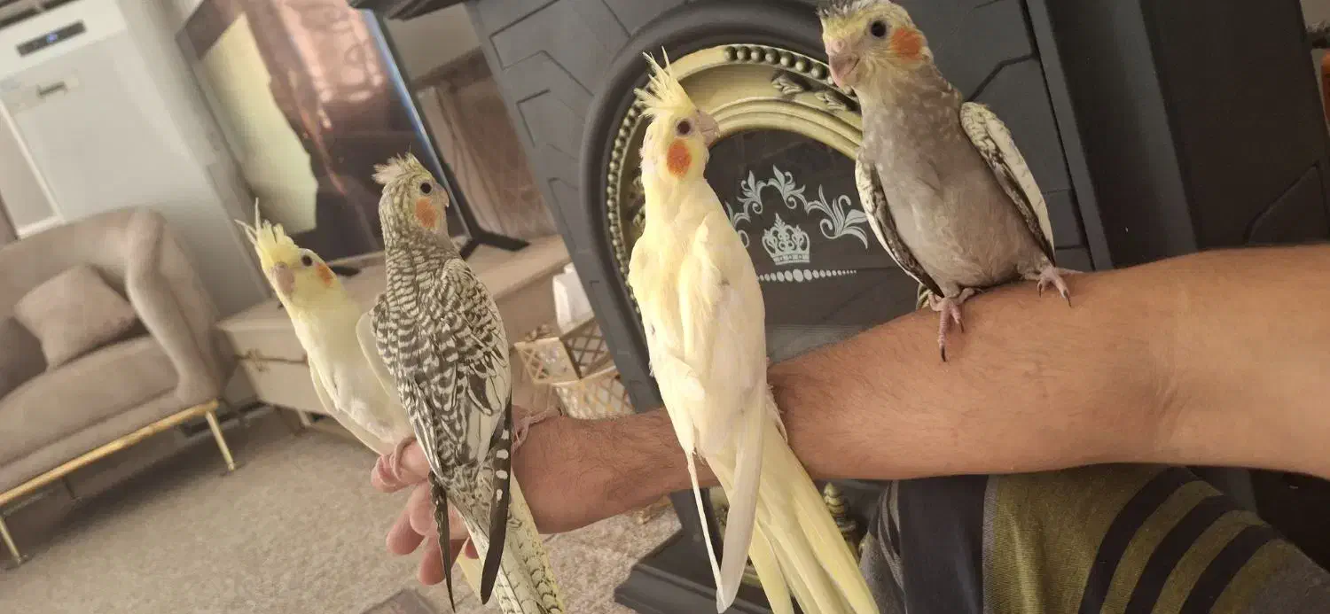 فروش جوجه عروس هلندی دستی|پرنده|لامرد, |دیوار