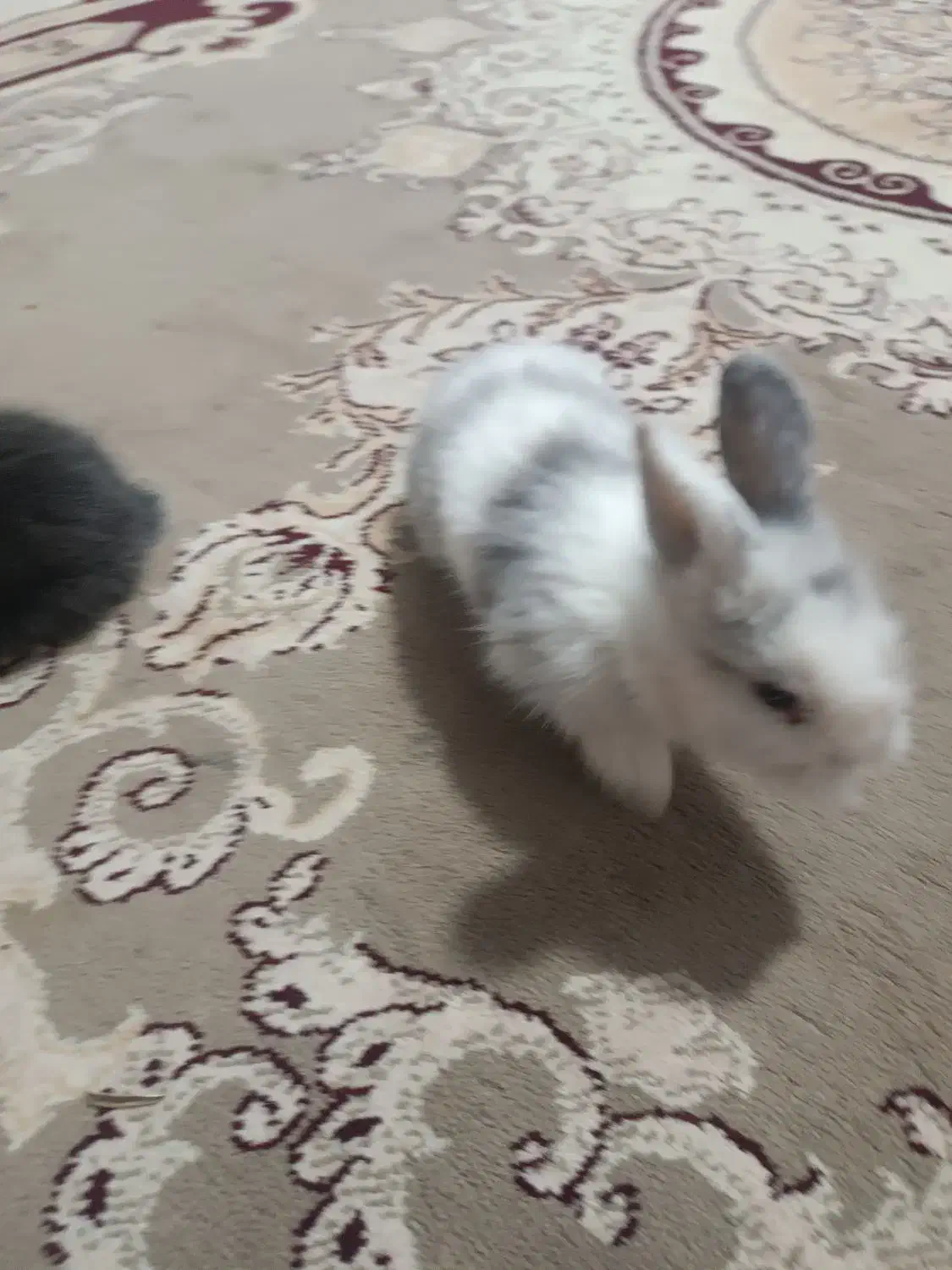 خرگوش لوپ|موش و خرگوش|رفسنجان, |دیوار