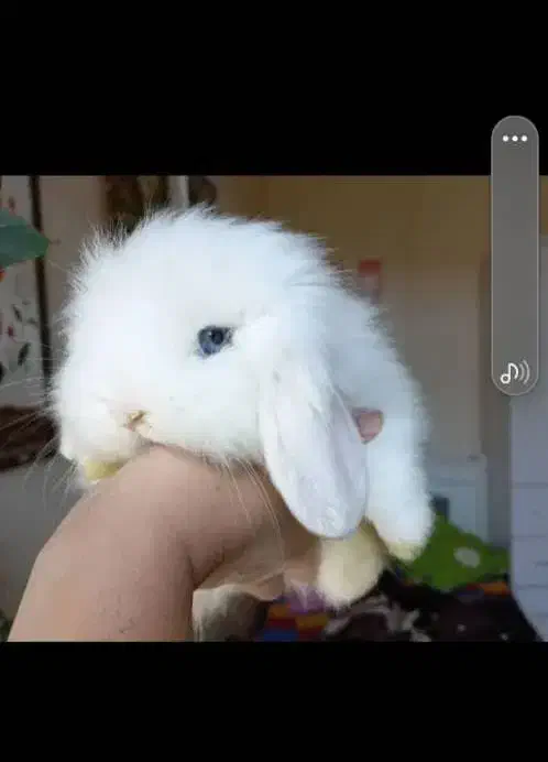 خرگوش لوپ اسکاتلندی|موش و خرگوش|تهران, وصفنارد|دیوار