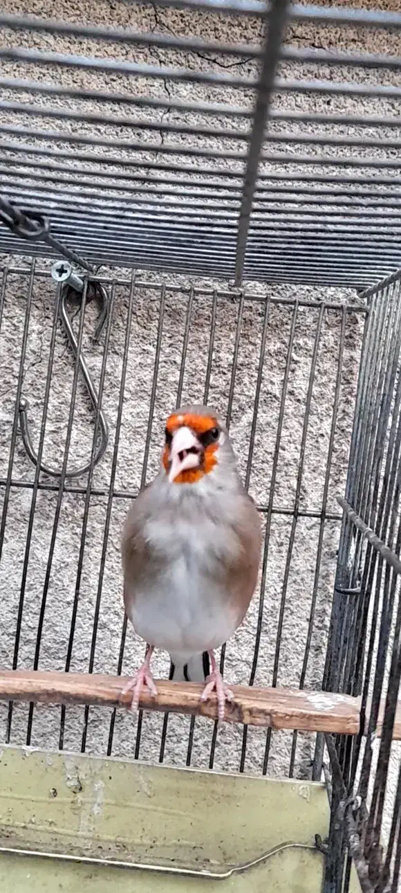 سهره دورگ کرمونی نشون دار|پرنده|تهران, تهرانپارس شرقی|دیوار