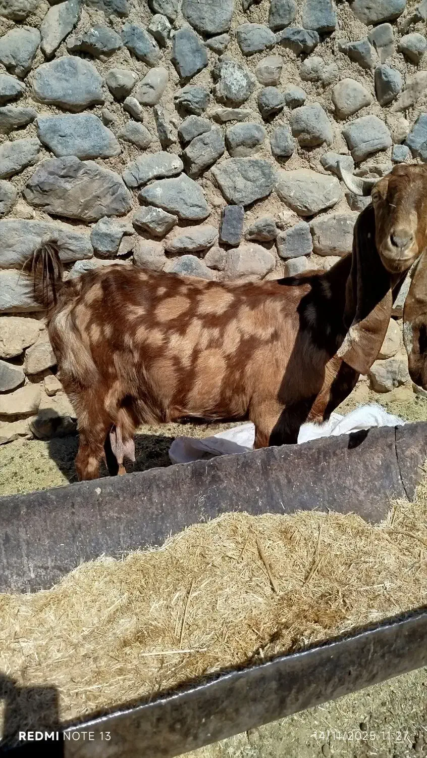 بزپاکستانی|حیوانات مزرعه|کرمان, |دیوار