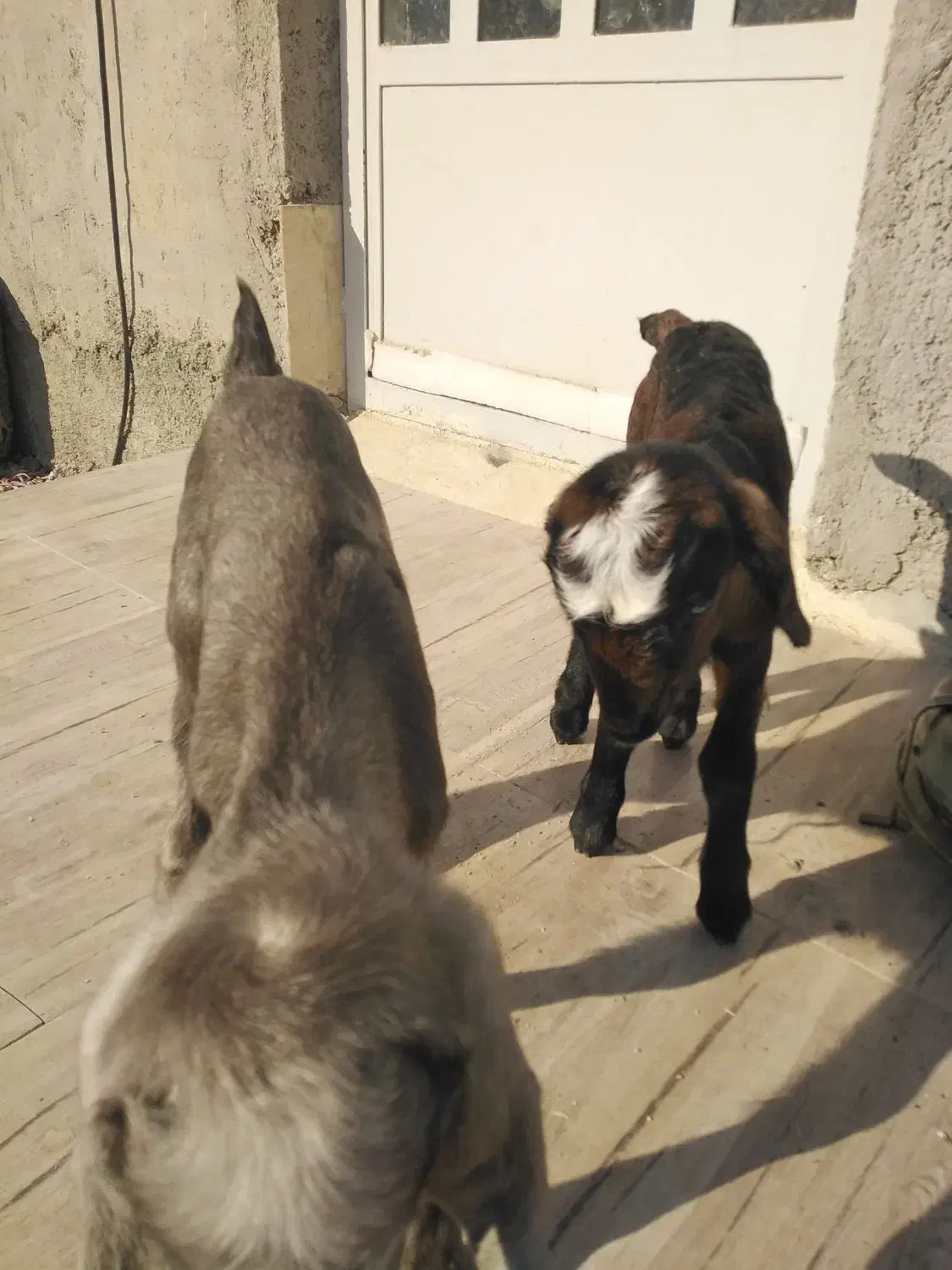 کهره شیری|حیوانات مزرعه|مرودشت, دولت آباد|دیوار