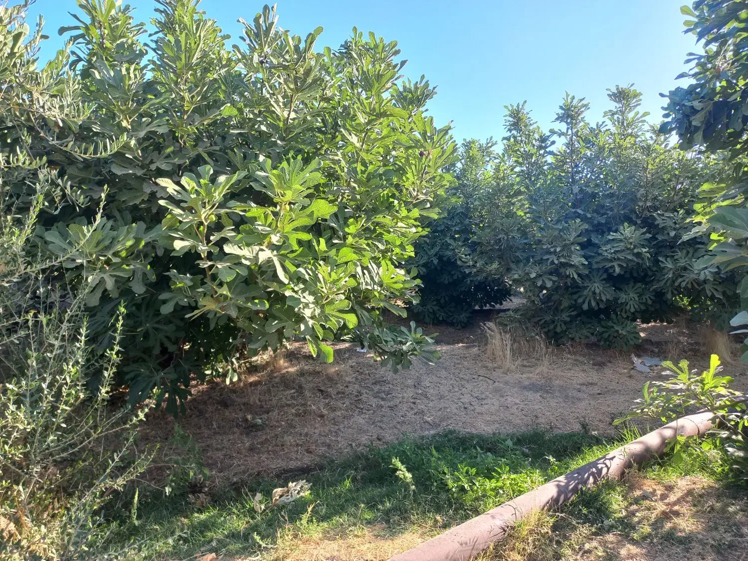 باغ و منزل مسکونی|فروش خانه و ویلا|معمولان, |دیوار