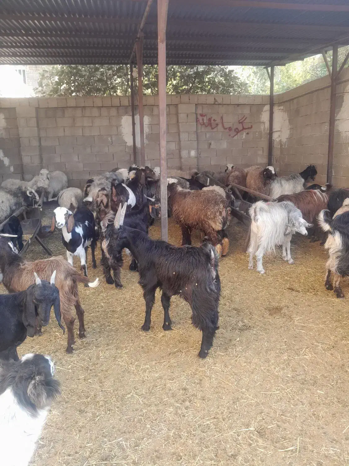 گوسفند زنده|حیوانات مزرعه|شیراز, کفترک|دیوار