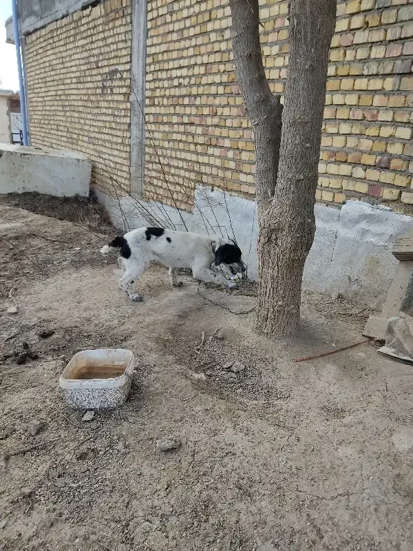 سگ دنبلانی|سگ|کالپوش, |دیوار